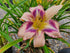 Hemerocallis 'Destined to See'