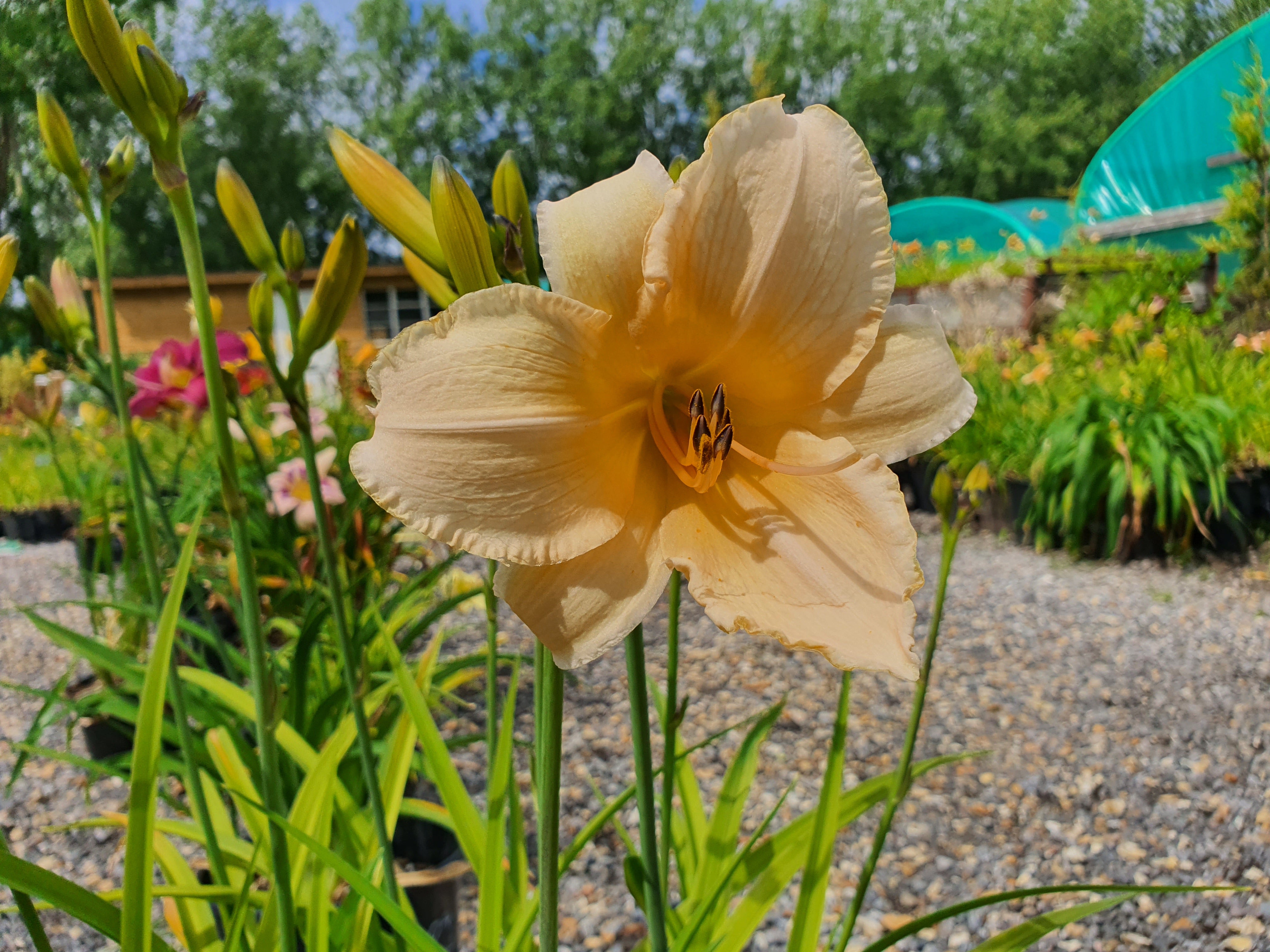Hemerocallis 'Helle Bellerinerin'