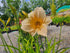 Hemerocallis 'Helle Bellerinerin'