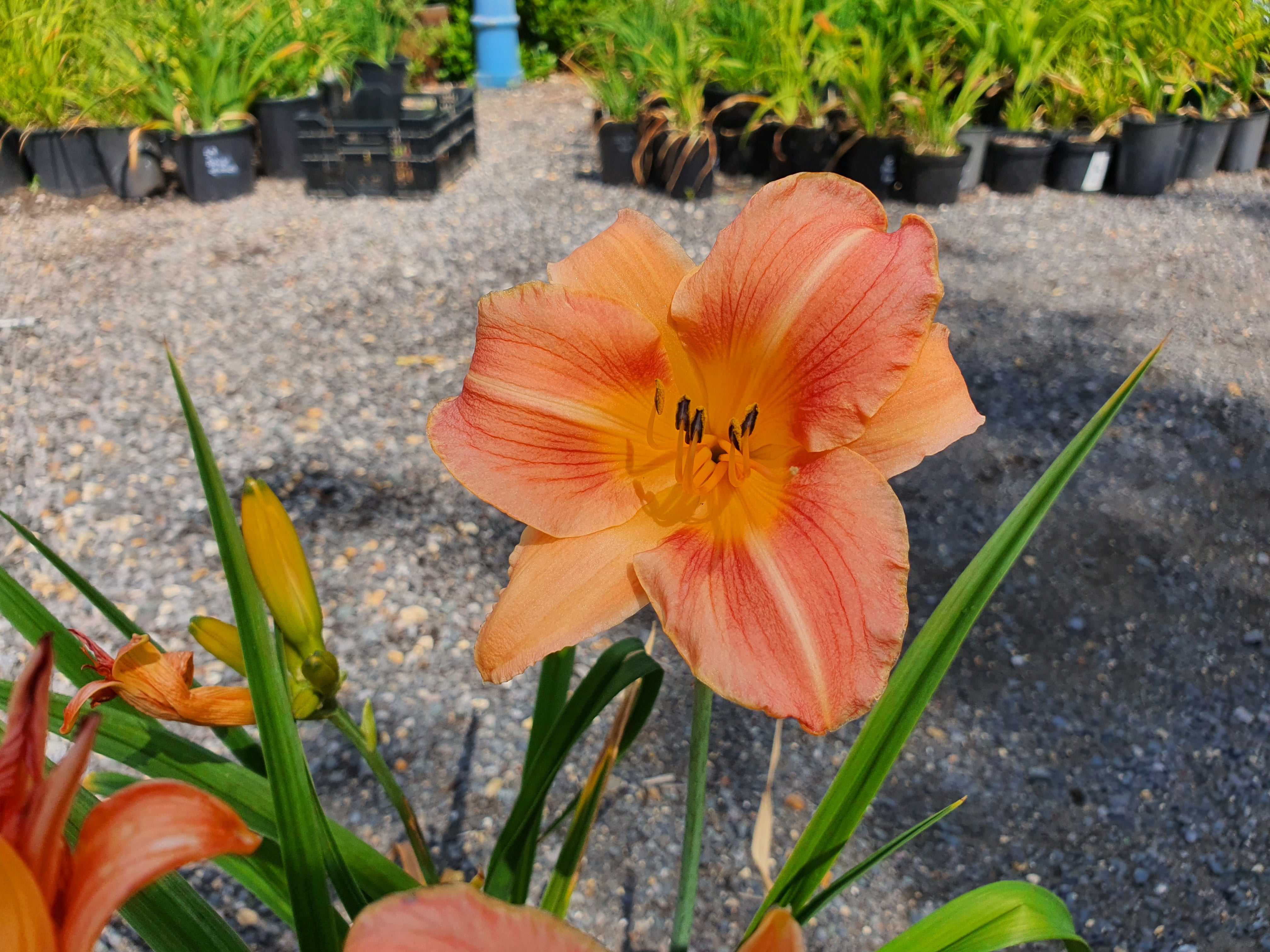 Hemerocallis 'Orchard Sprite'