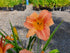 Hemerocallis 'Orchard Sprite'