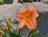 Hemerocallis 'Orchard Sprite'