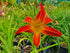 Hemerocallis 'Firestorm'