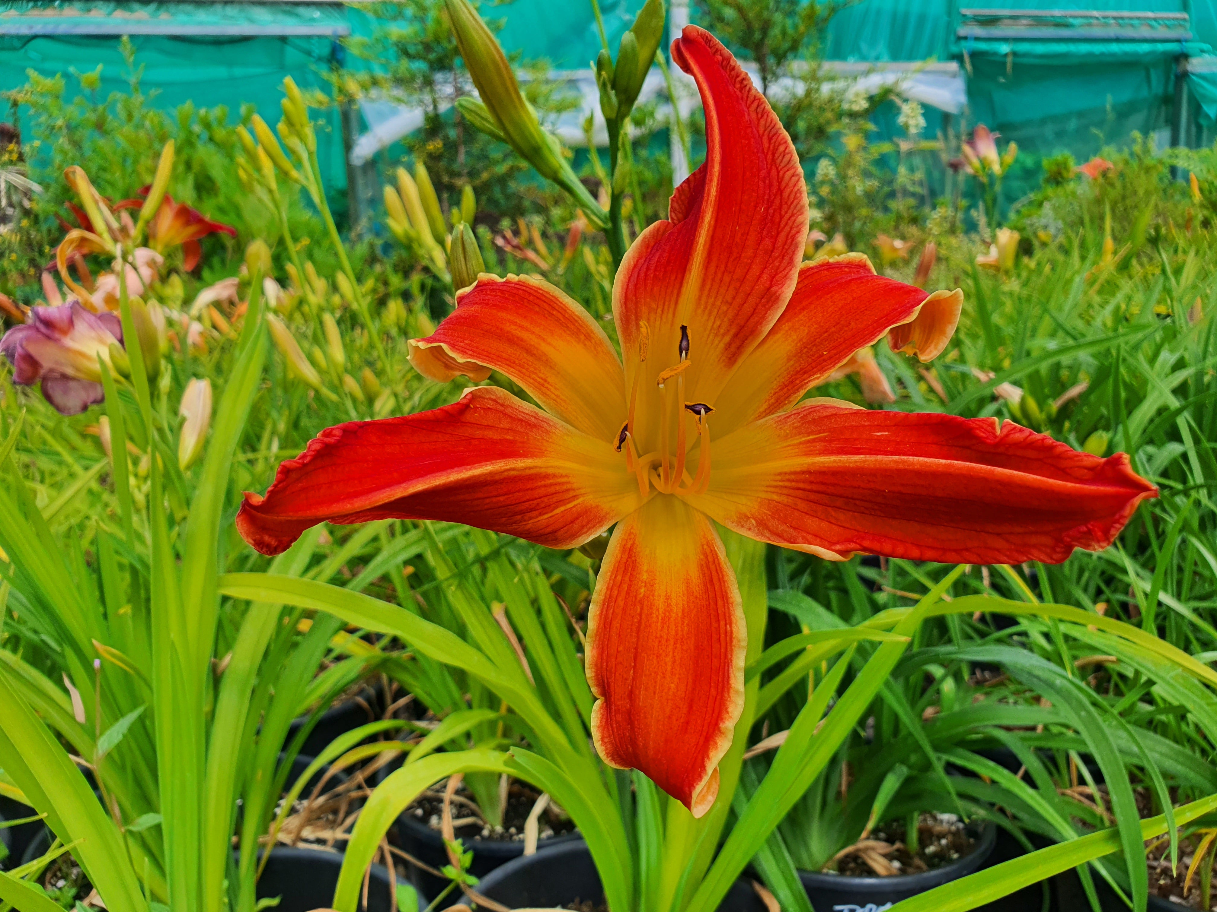 Hemerocallis 'Firestorm'