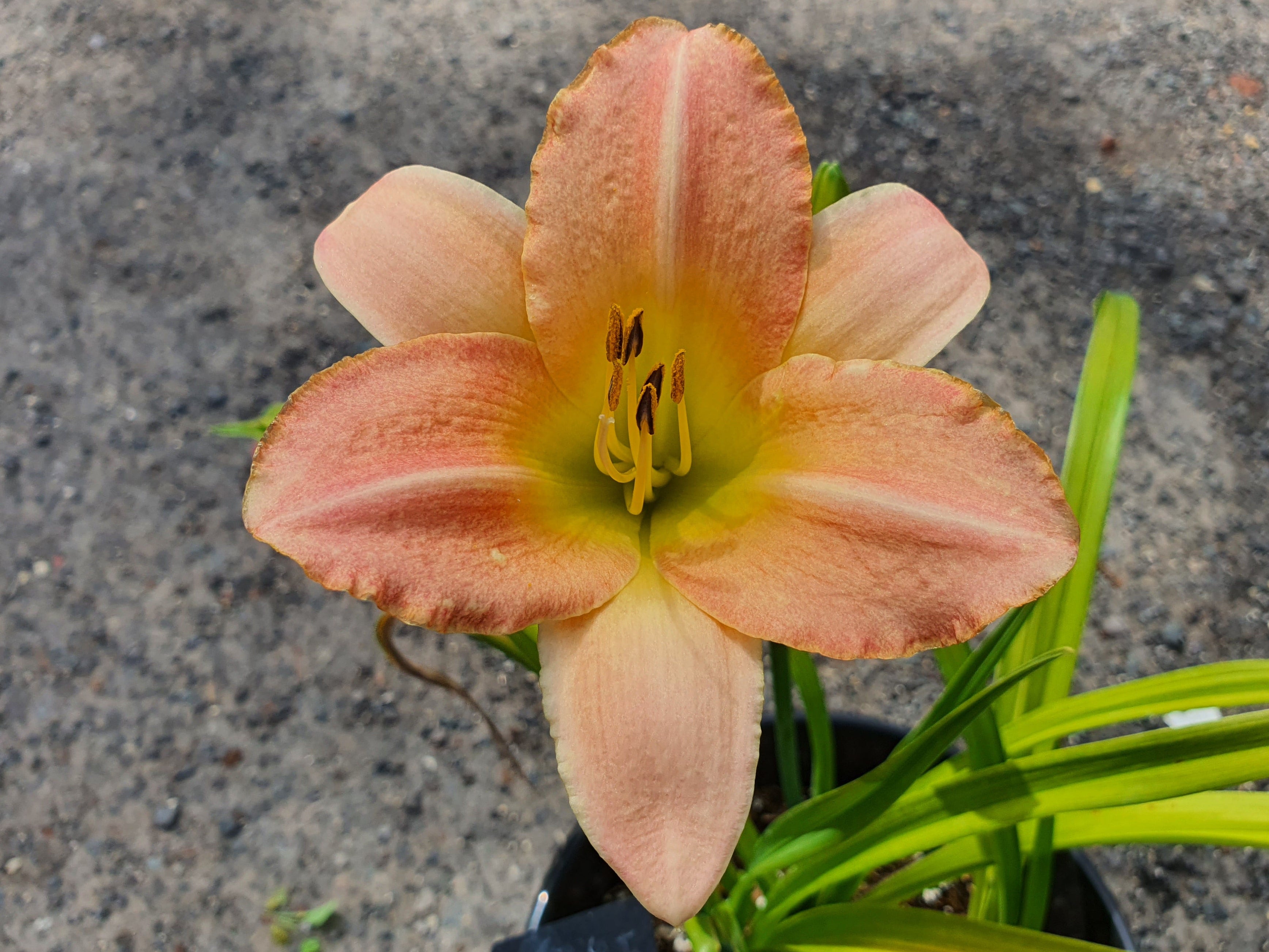 Hemerocallis 'Wayside Green Imp'
