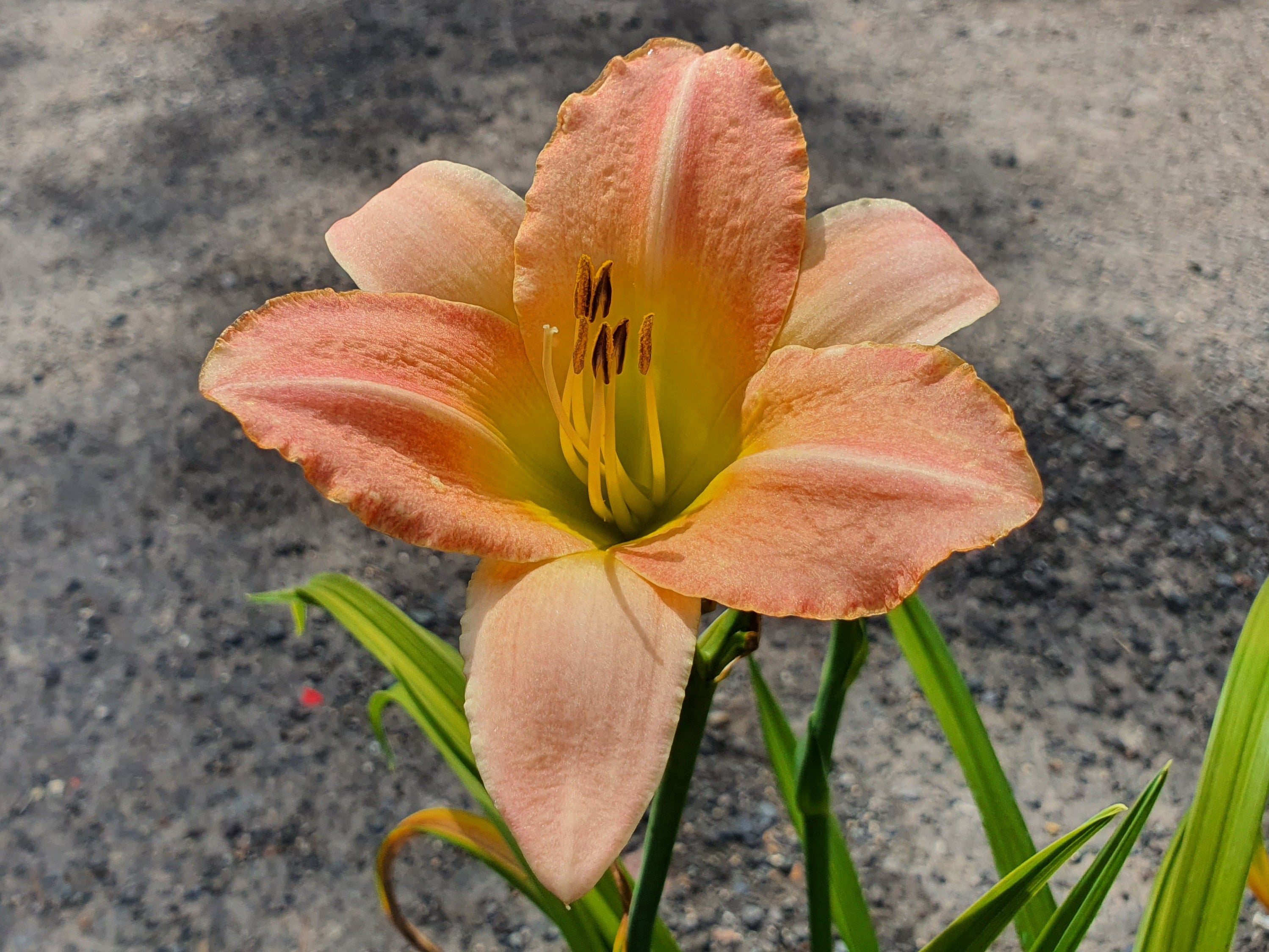 Hemerocallis 'Wayside Green Imp'