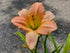 Hemerocallis 'Wayside Green Imp'