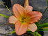 Hemerocallis 'Wayside Green Imp'