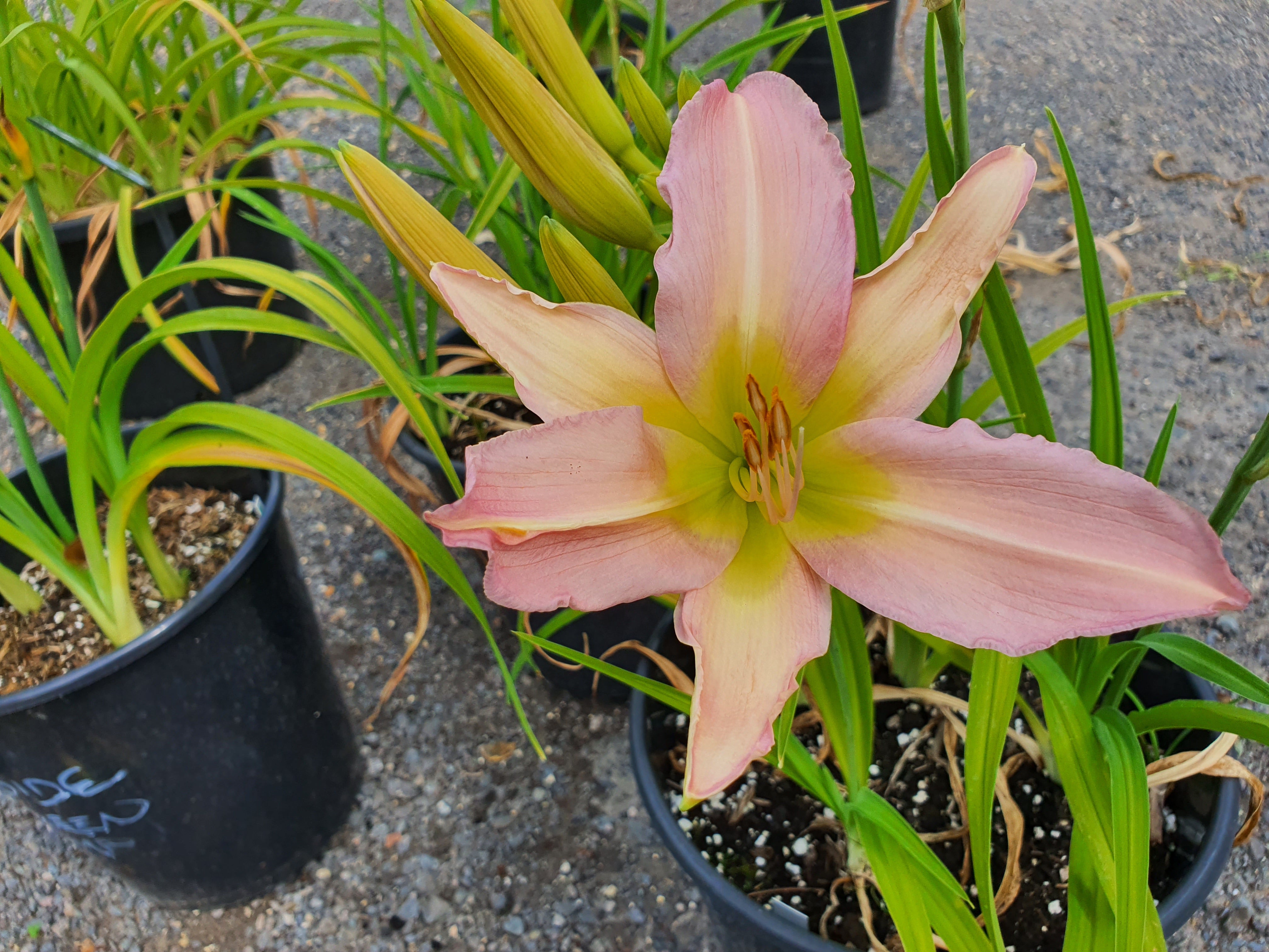 Hemerocallis 'Dallas Star'