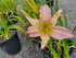 Hemerocallis 'Dallas Star'