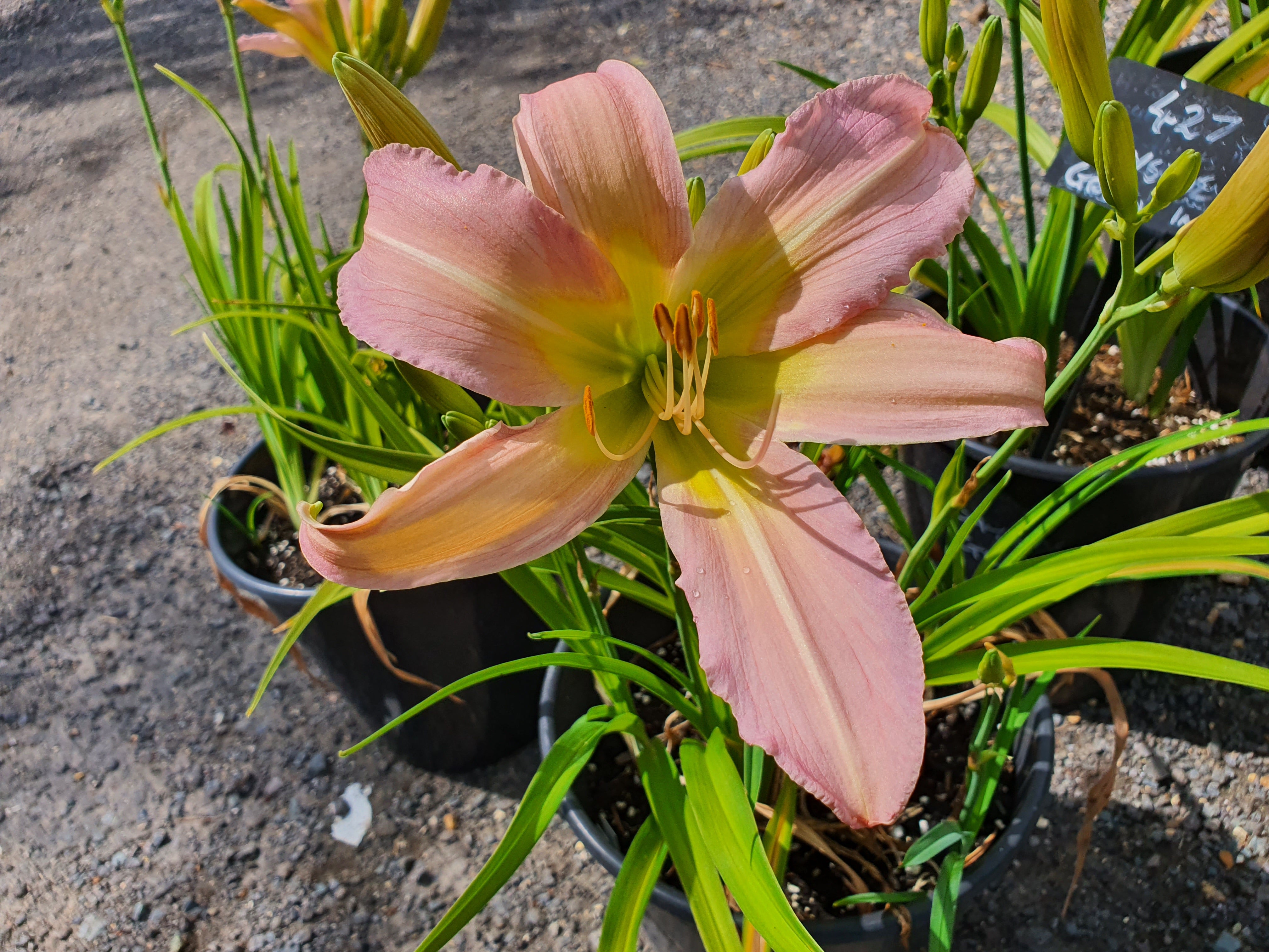 Hemerocallis 'Dallas Star'