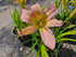 Hemerocallis 'Dallas Star'