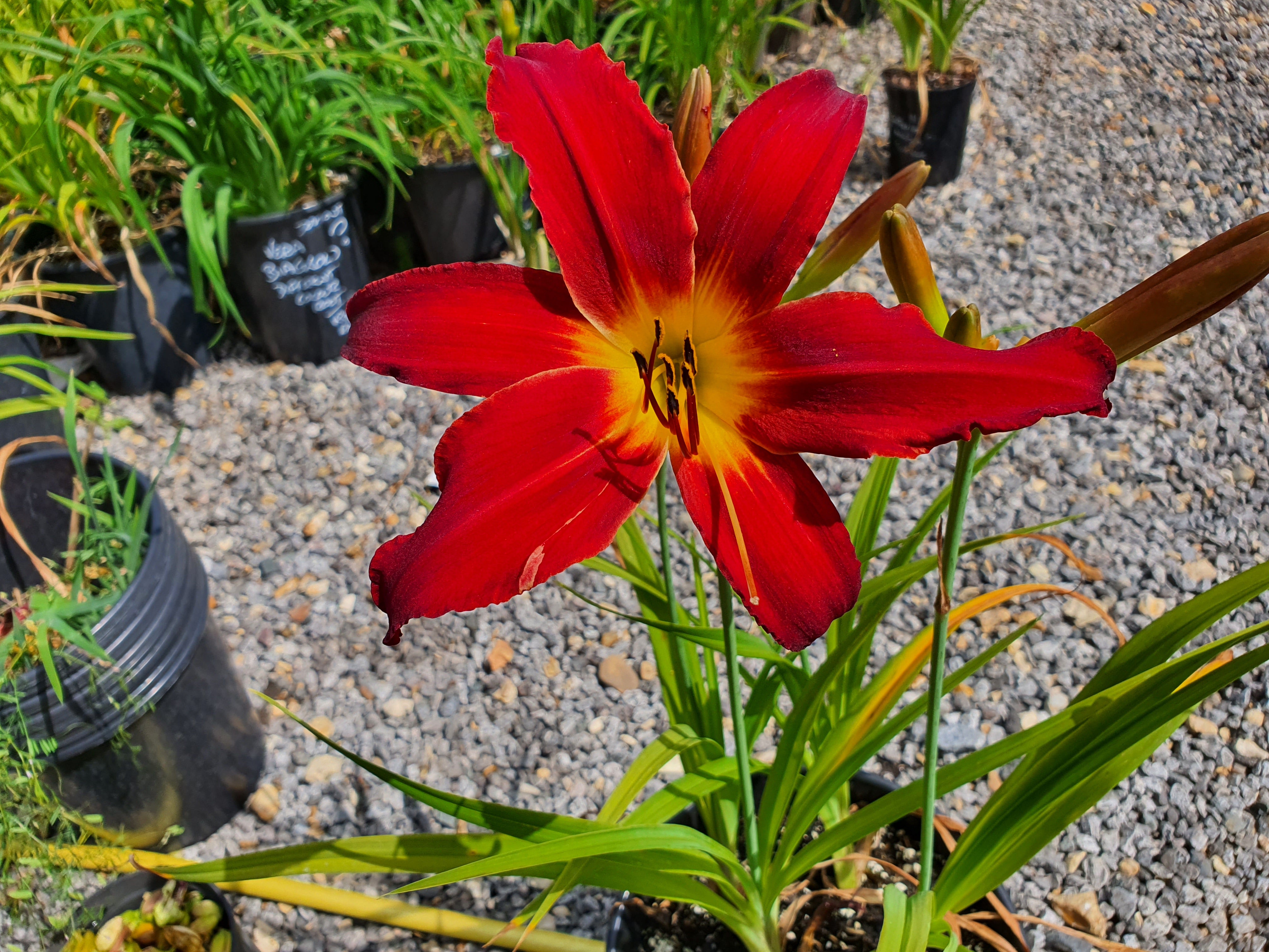 Hemerocallis 'Spiderman'