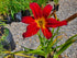 Hemerocallis 'Spiderman'