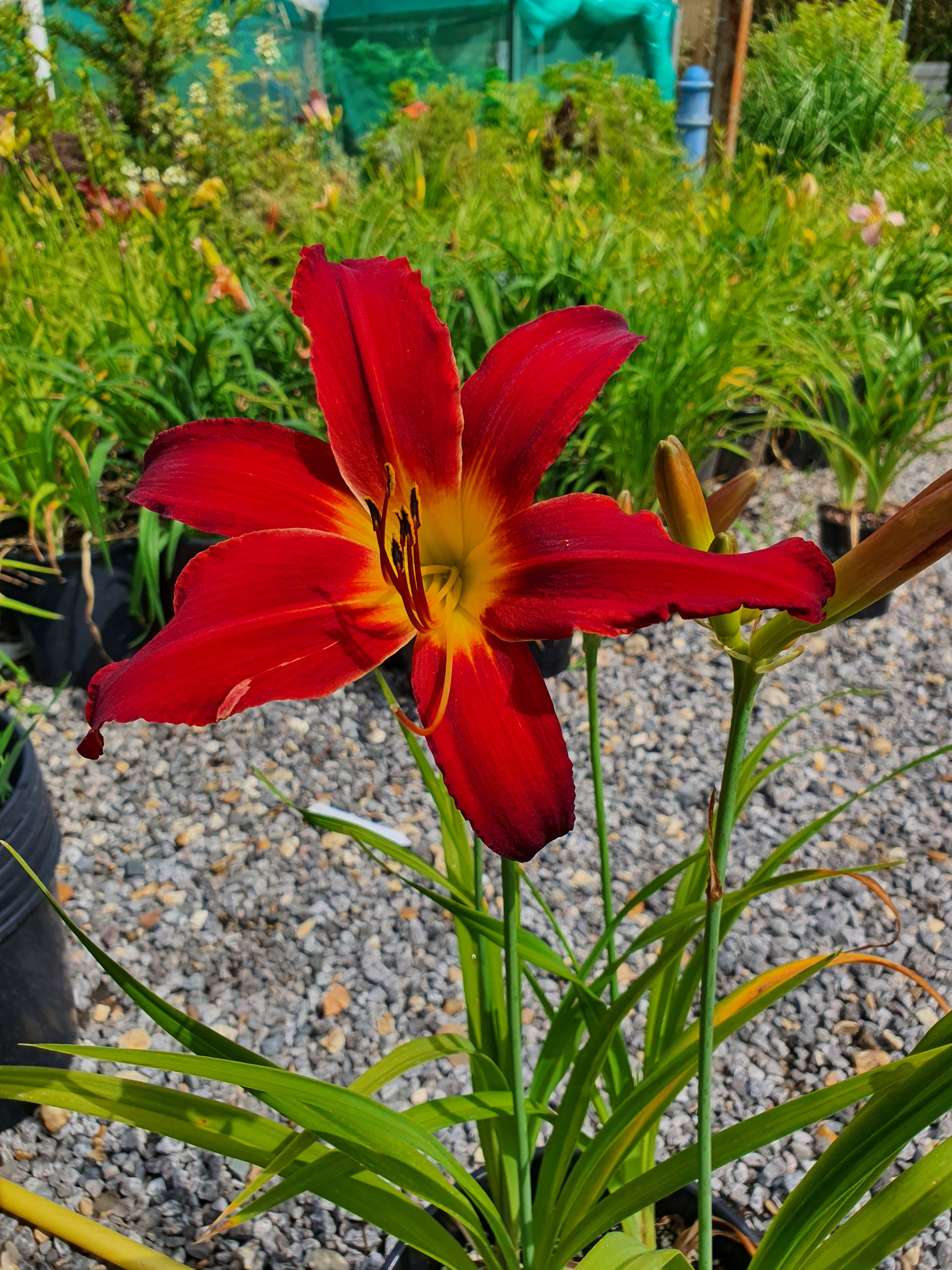 Hemerocallis 'Spiderman'