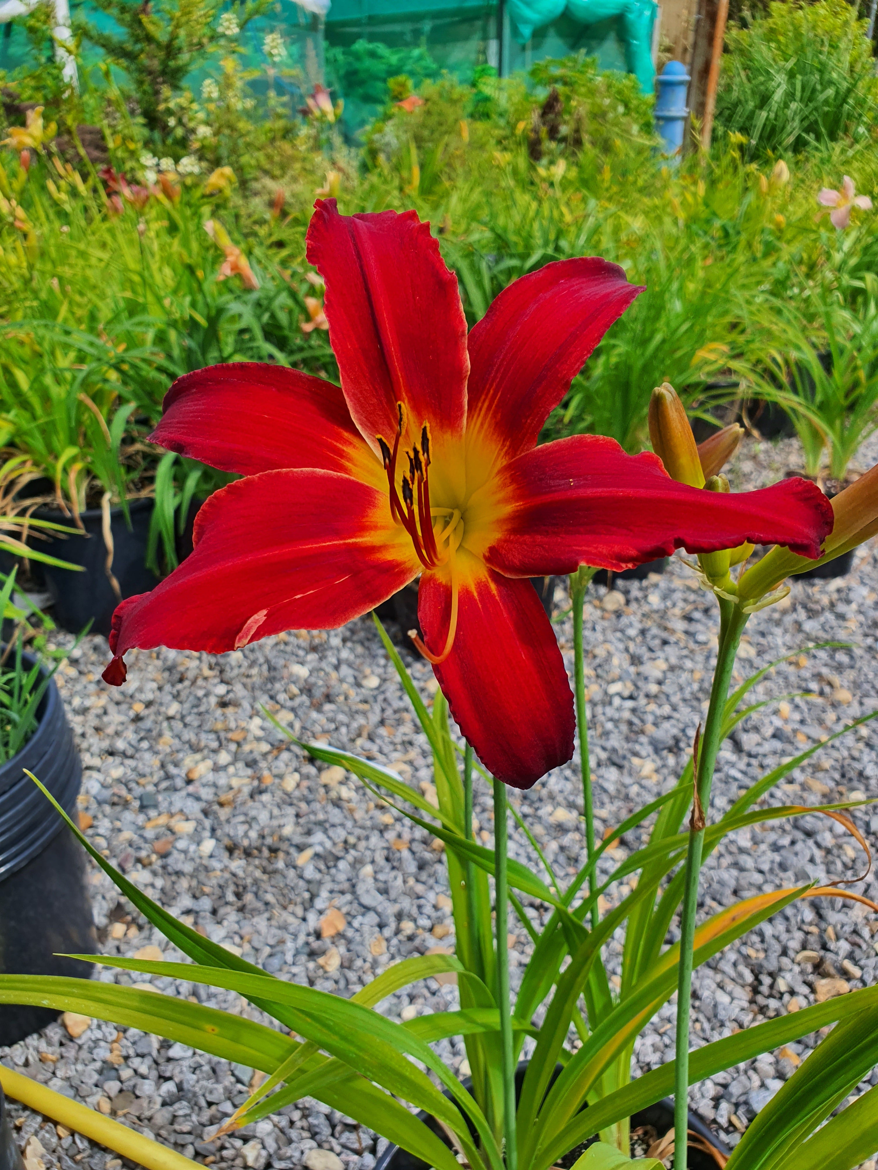 Hemerocallis 'Spiderman'