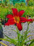 Hemerocallis 'Spiderman'