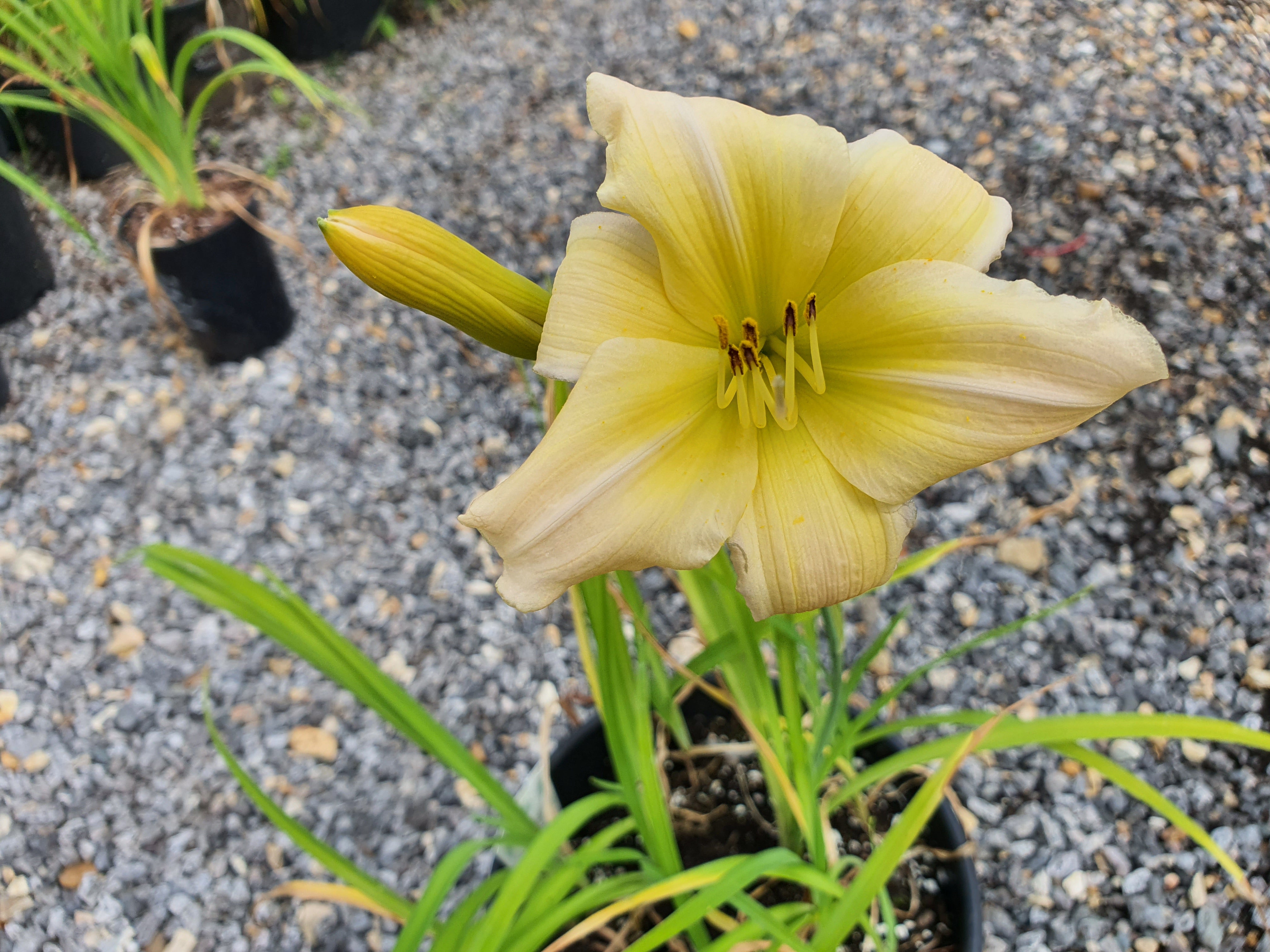 Hemerocallis 'Netsuke'