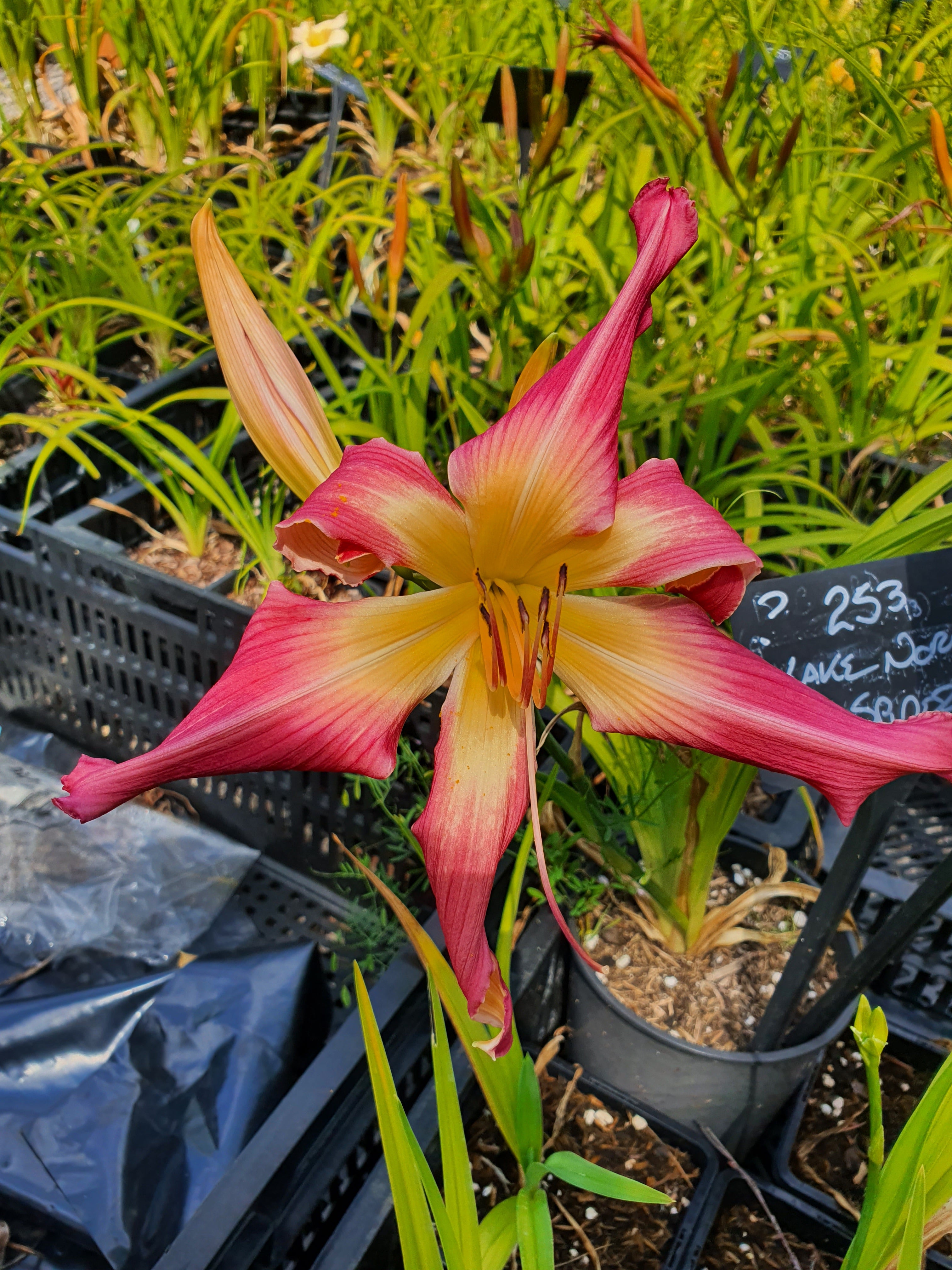 Hemerocallis 'Lake Norman Spider'