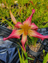 Hemerocallis 'Lake Norman Spider'
