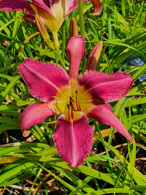 Hemerocallis 'Fuchsia Fashion'