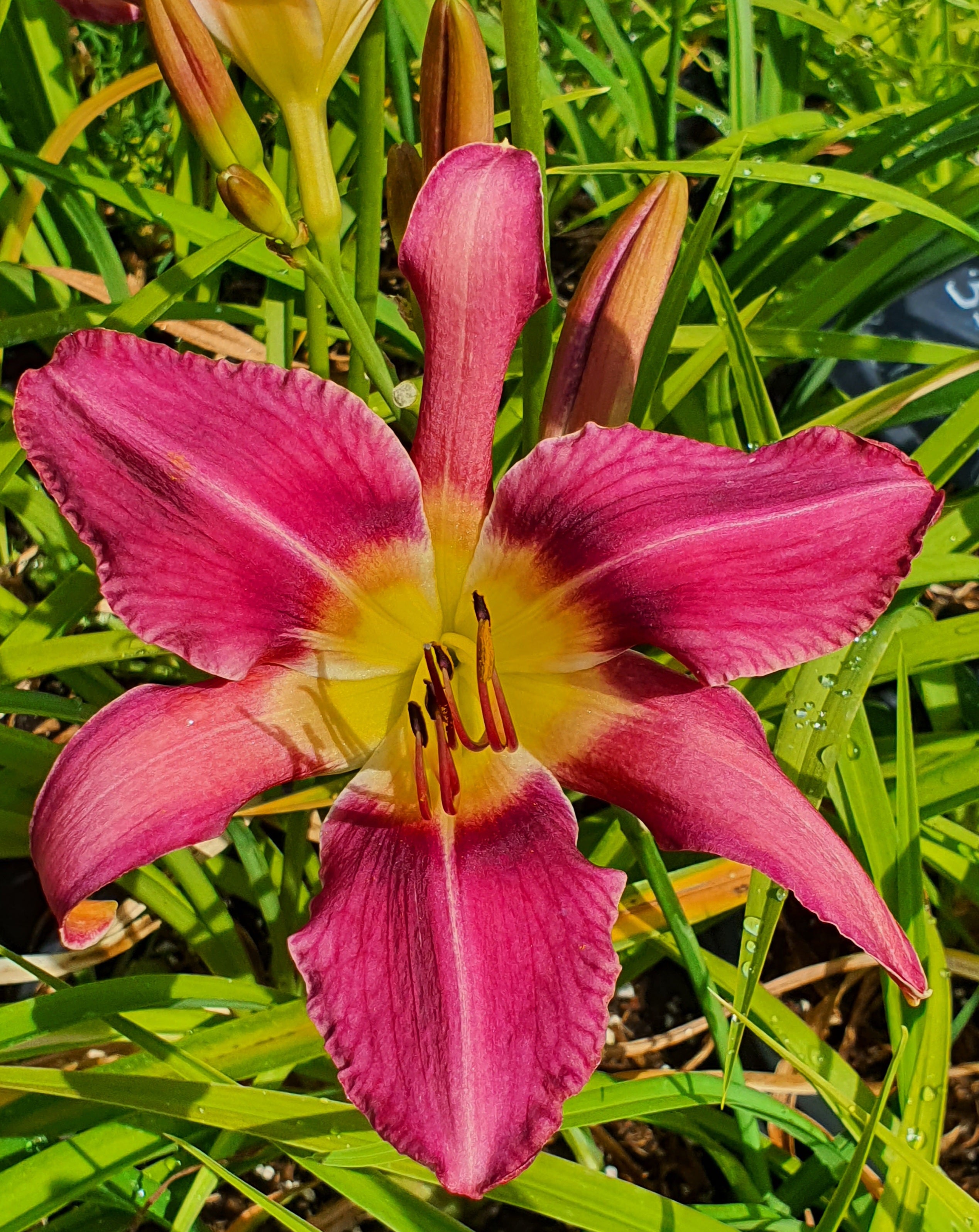 Hemerocallis 'Fuchsia Fashion'