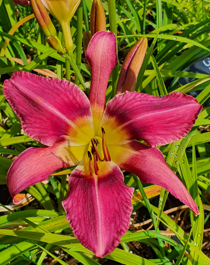 Hemerocallis 'Fuchsia Fashion'