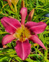 Hemerocallis 'Fuchsia Fashion'
