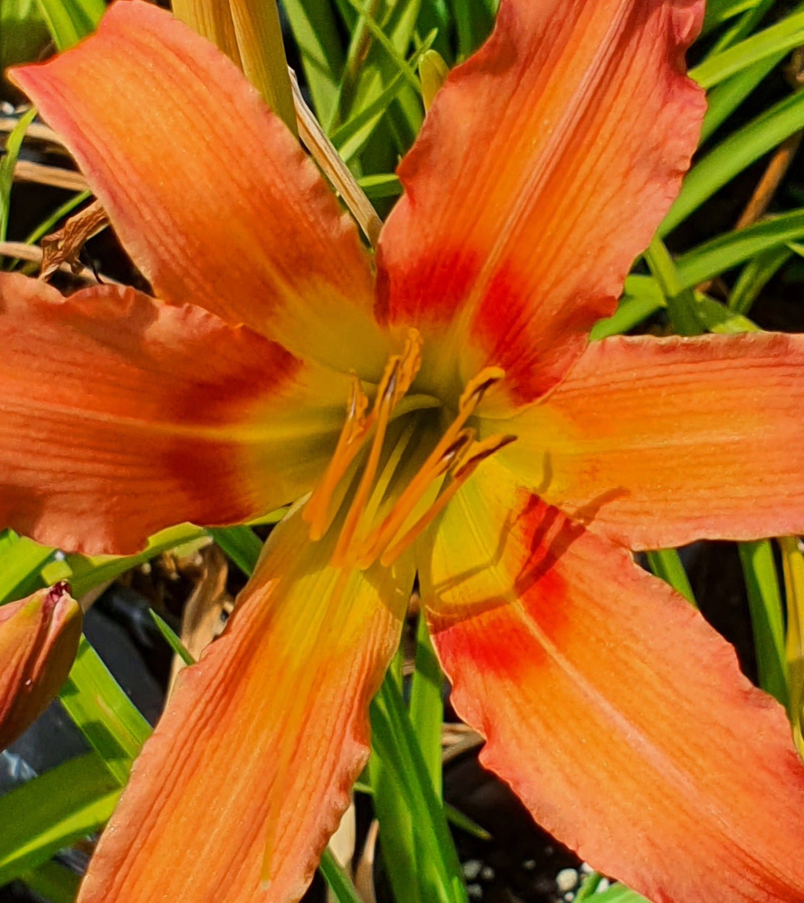Hemerocallis 'Coral Crab'