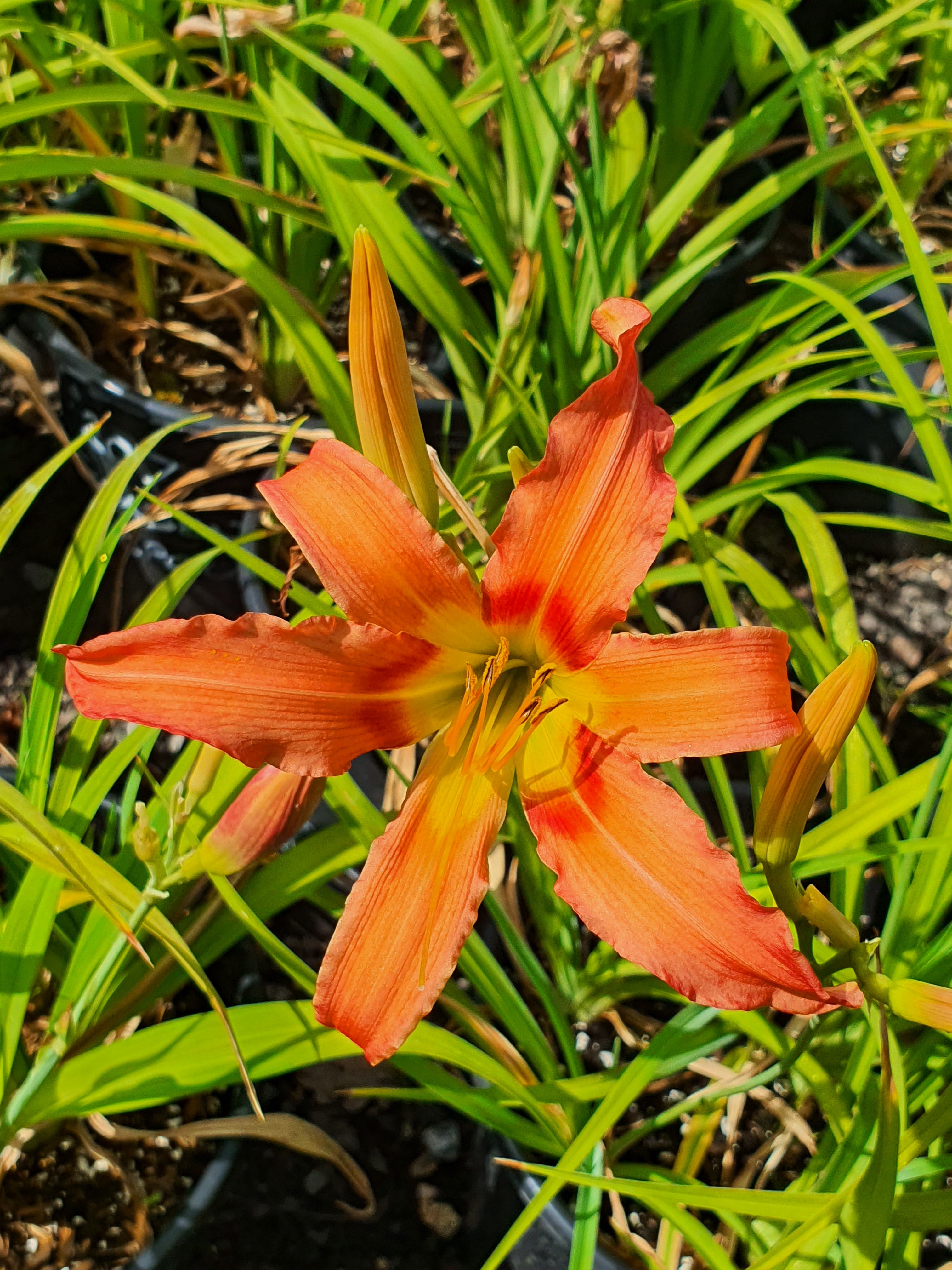 Hemerocallis 'Coral Crab'