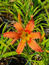 Hemerocallis 'Coral Crab'