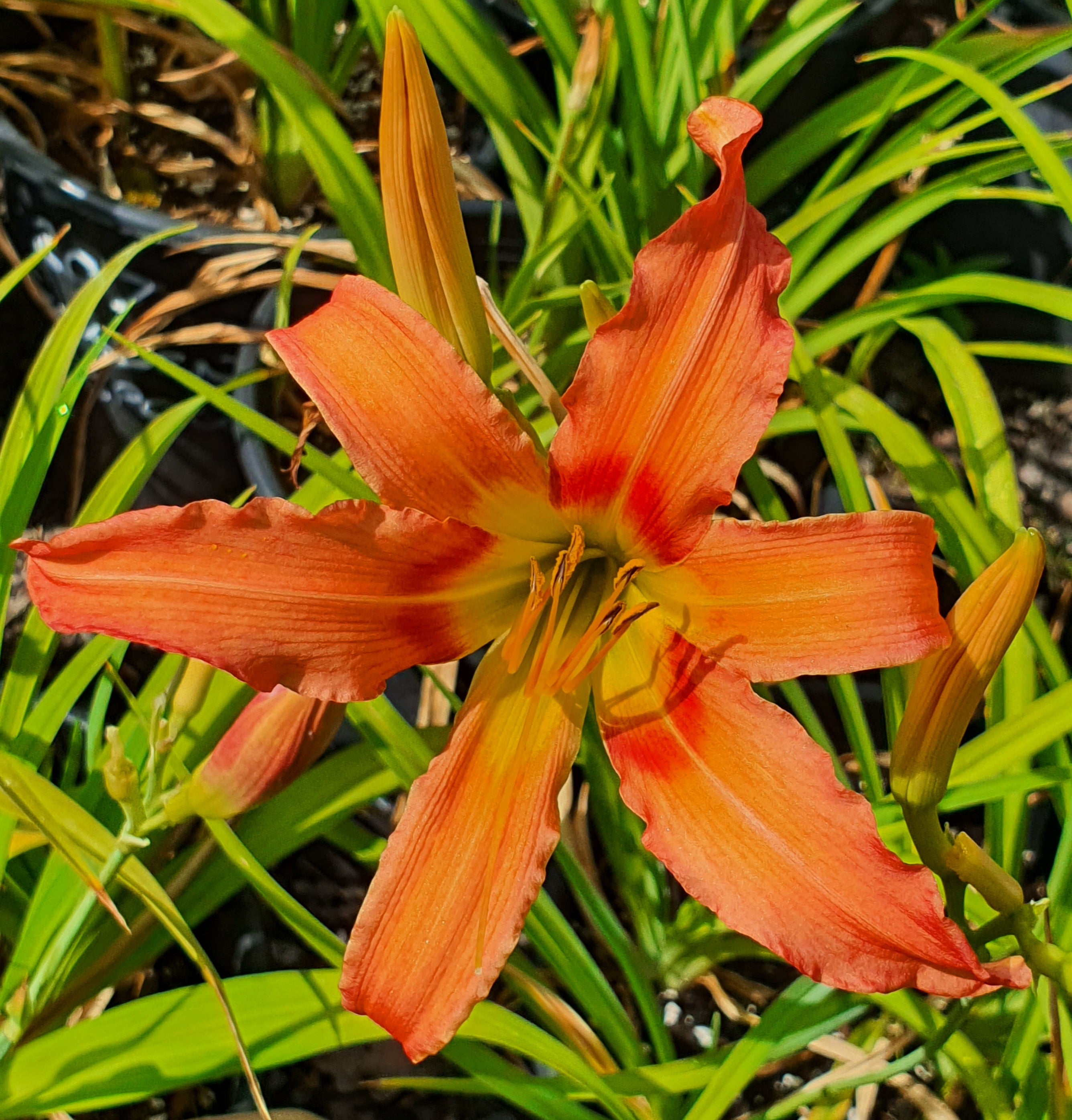 Hemerocallis 'Coral Crab'