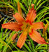 Hemerocallis 'Coral Crab'