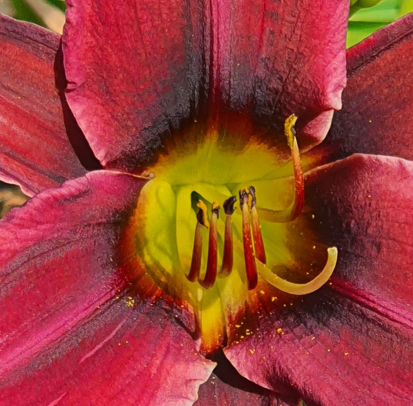 Hemerocallis 'Darkest Night'