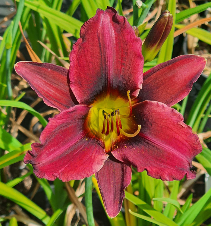 Hemerocallis 'Darkest Night'