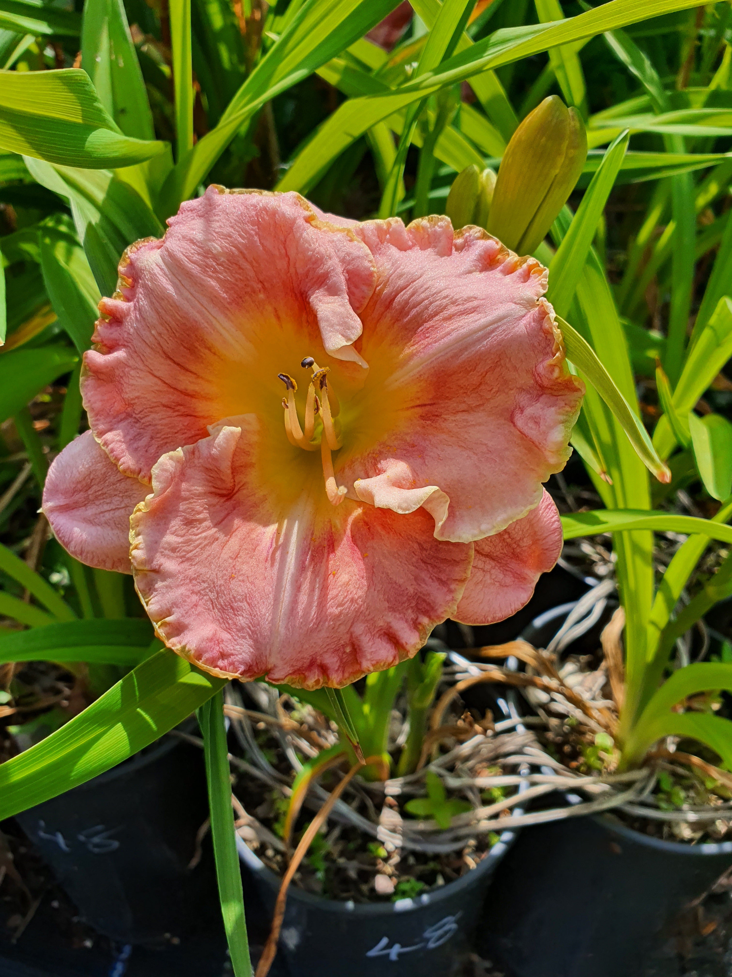 Hemerocallis 'Beyond 2000'