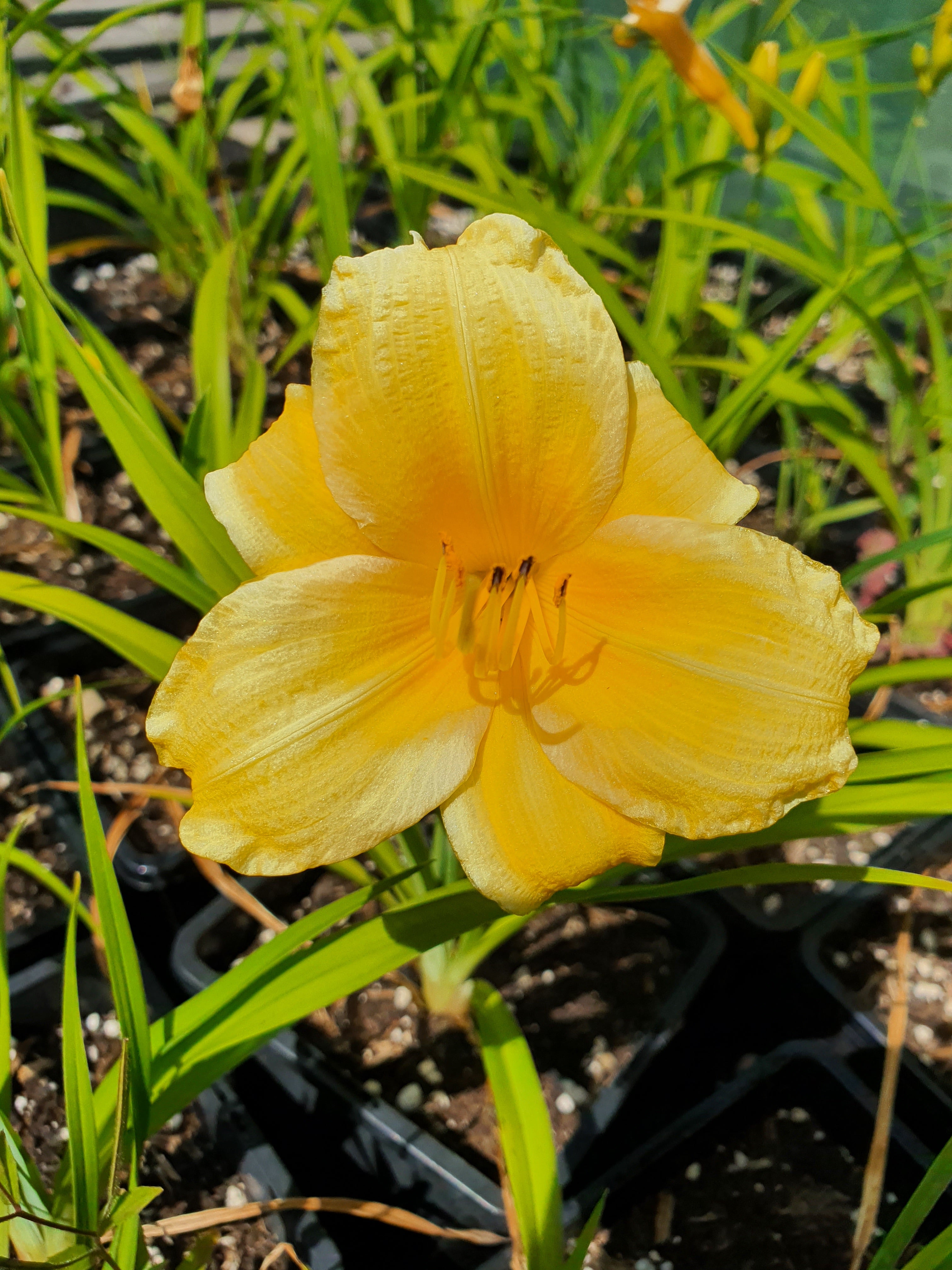 Hemerocallis 'Yellow Lollipop'