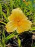 Hemerocallis 'Yellow Lollipop'