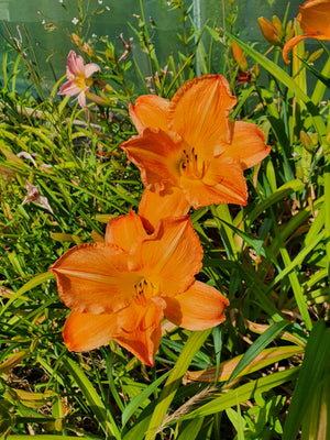 Hemerocallis 'English Toffee'