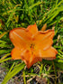 Hemerocallis 'English Toffee'