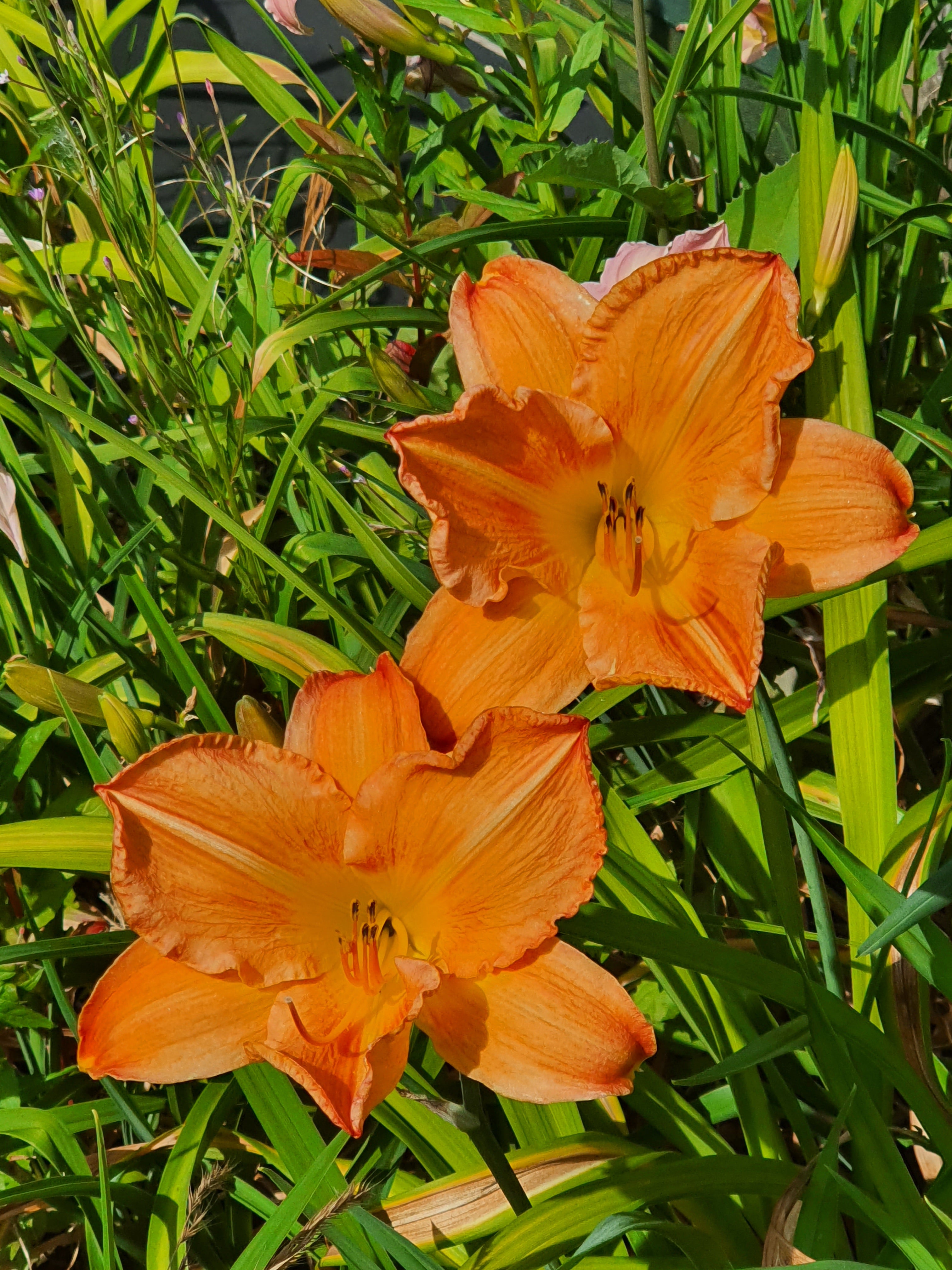 Hemerocallis 'English Toffee'