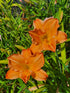 Hemerocallis 'English Toffee'