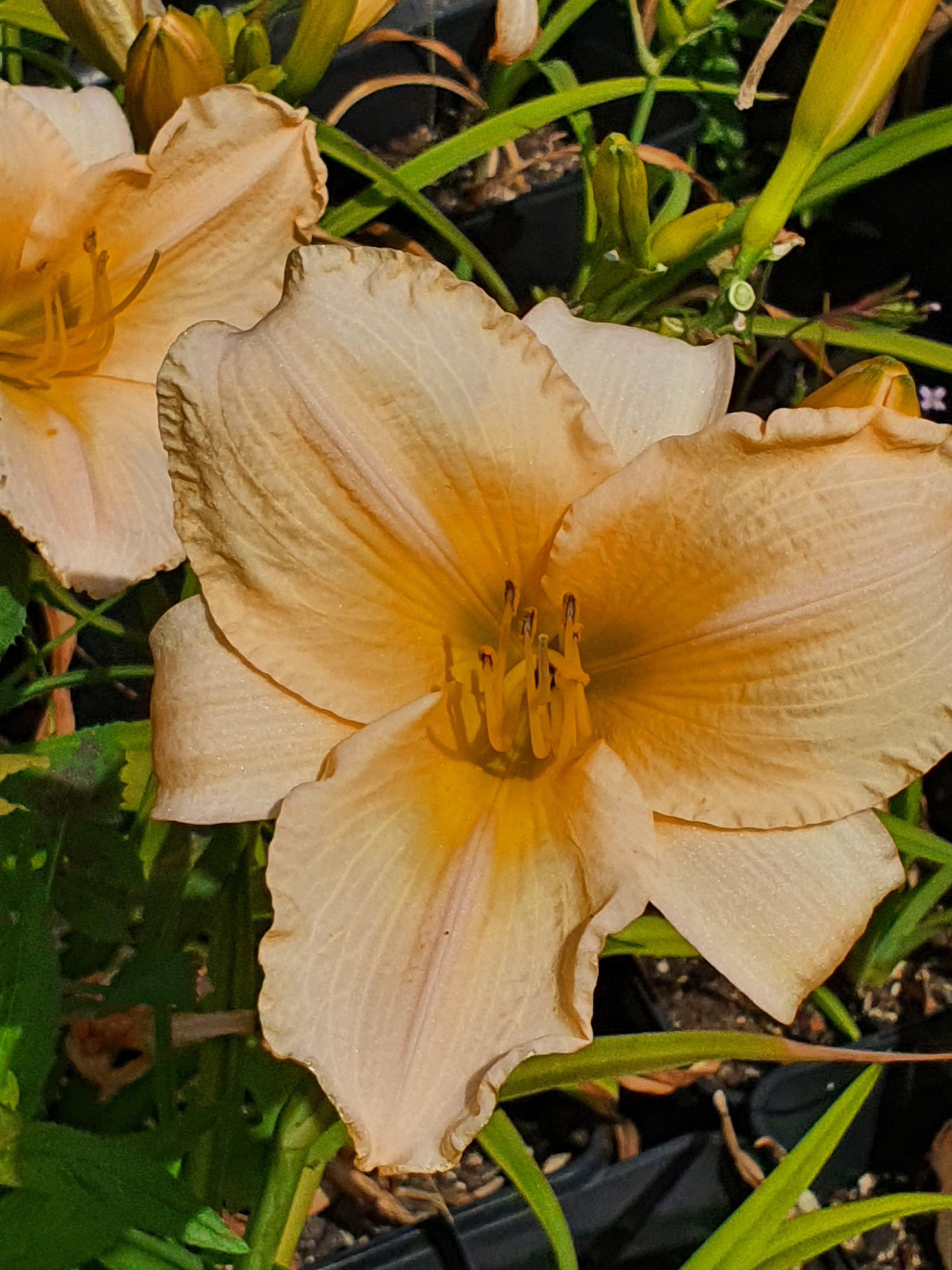 Hemerocallis 'Bunny Puff'