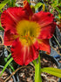 Hemerocallis 'Jay Turman'
