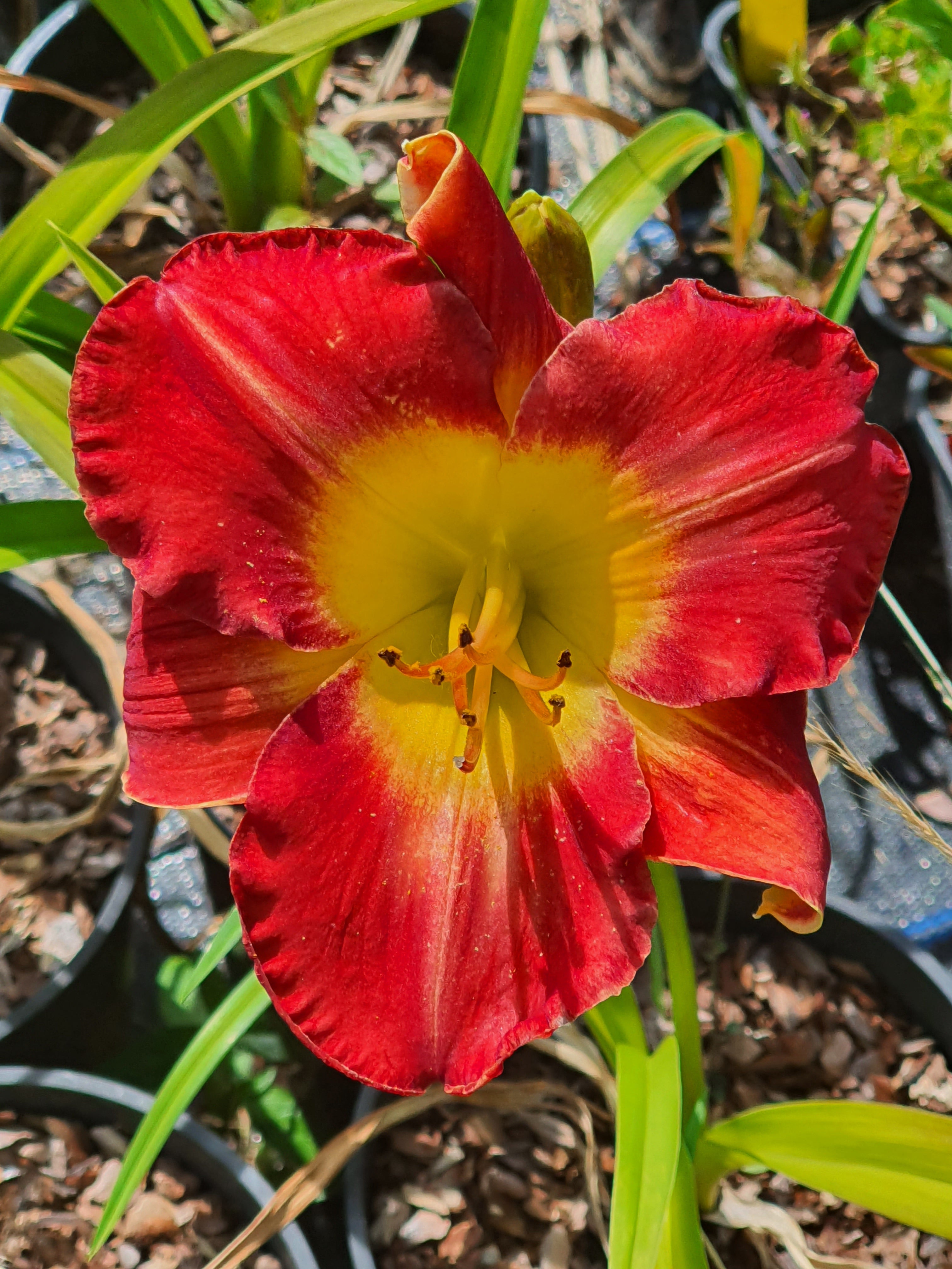 Hemerocallis 'Jay Turman'