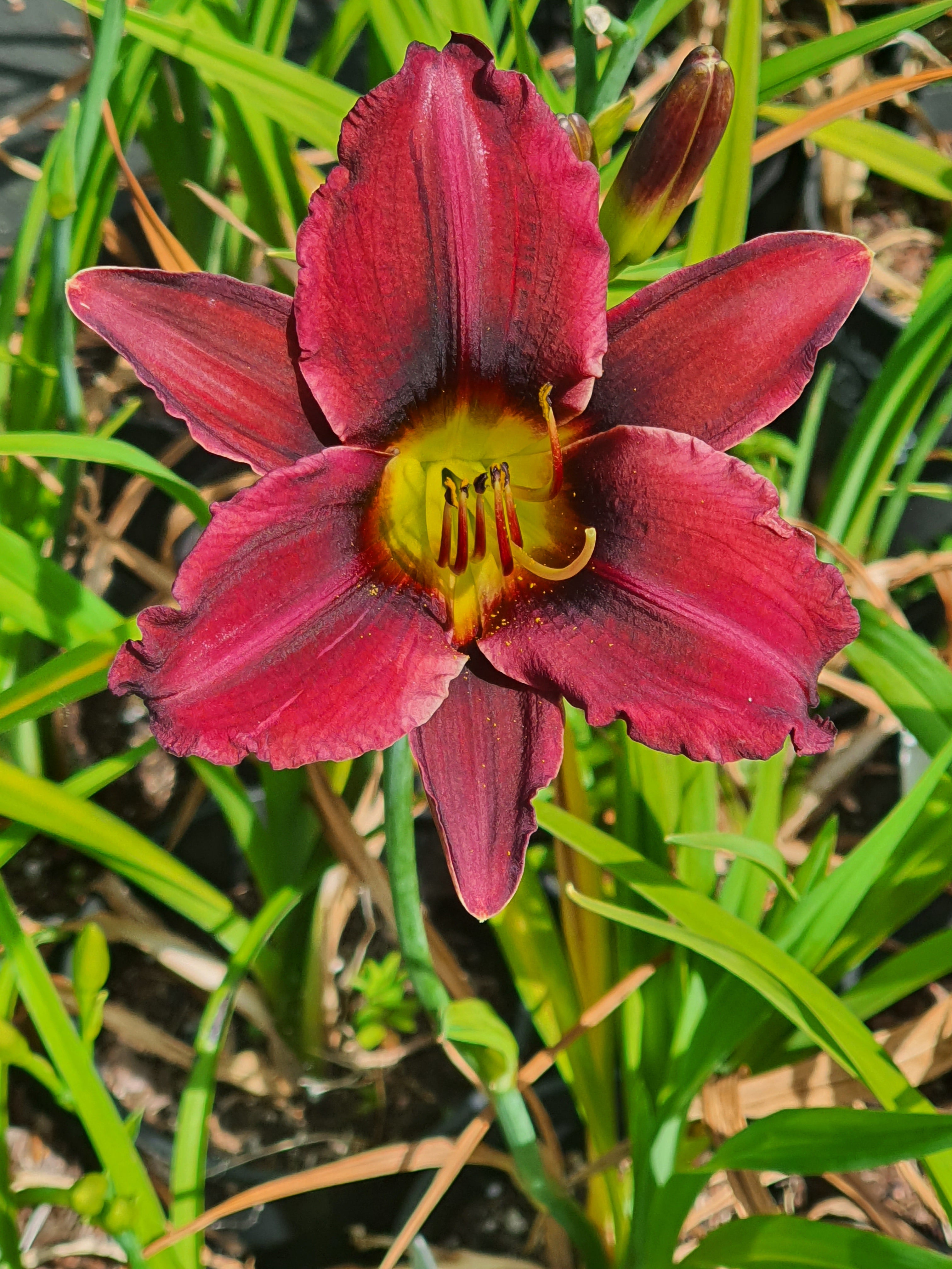 Hemerocallis 'Darkest Night'
