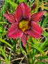 Hemerocallis 'Darkest Night'