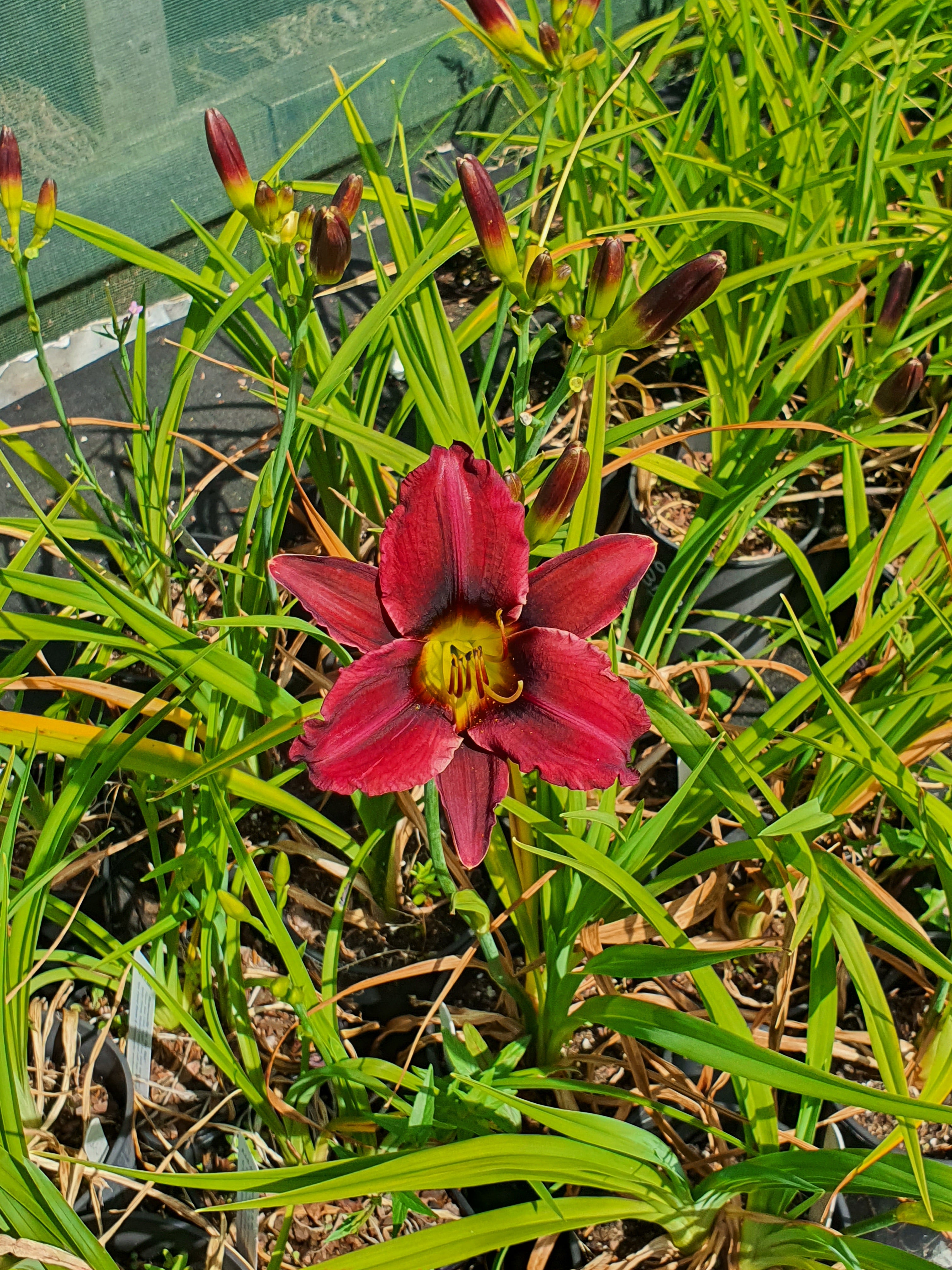 Hemerocallis 'Darkest Night'