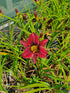 Hemerocallis 'Darkest Night'