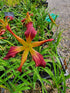 Hemerocallis 'Roger Grounds'